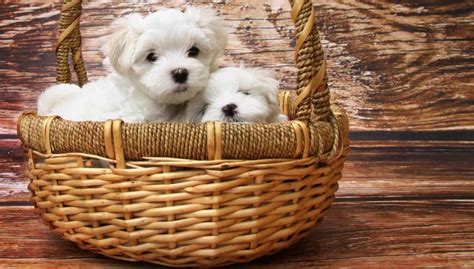 Find a Maltese puppy from reputable breeders near you in Connecticut. . Dogs for sale in ct